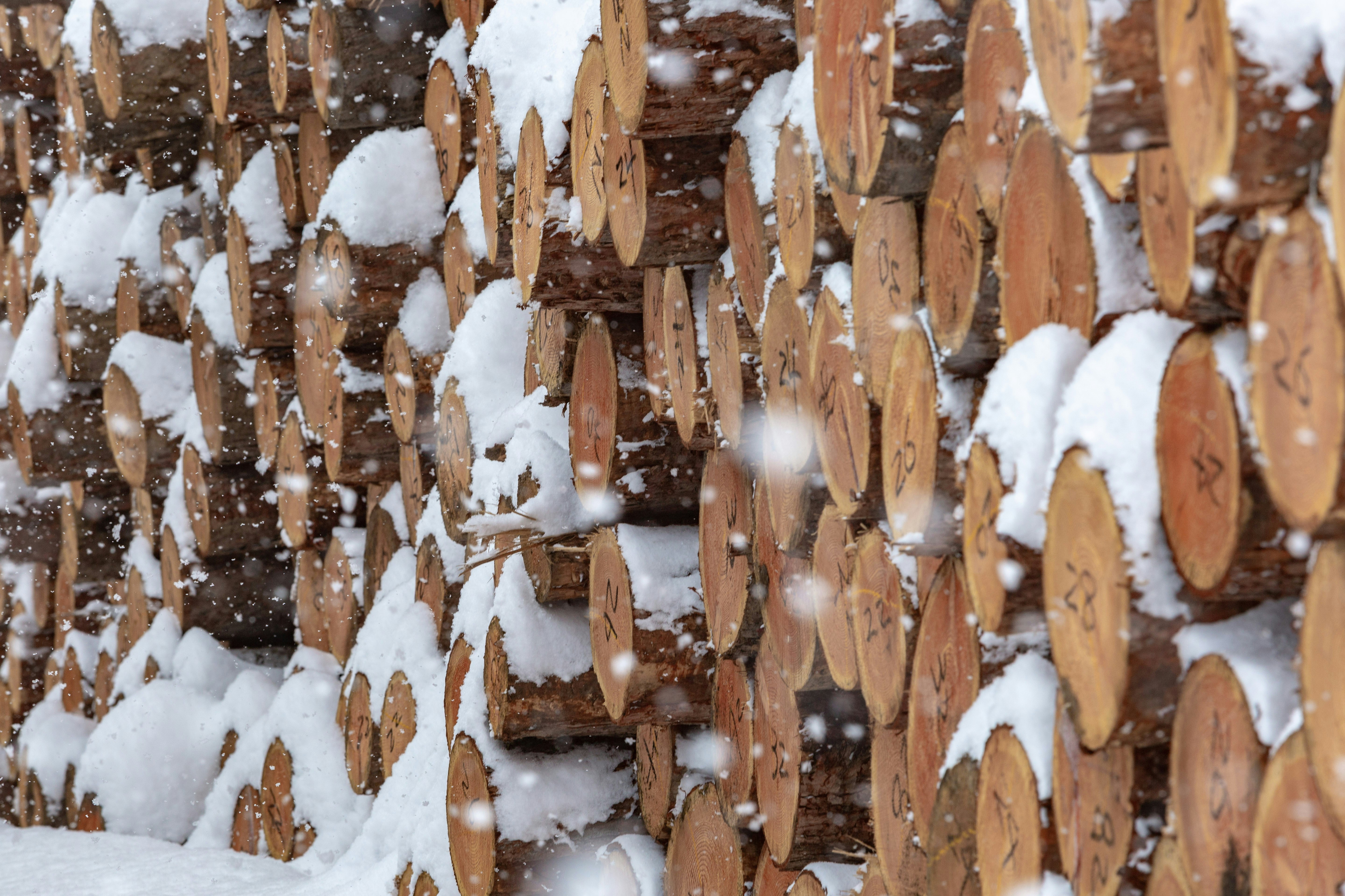 brown tree logs